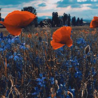 Red summer aesthetic wallpaper