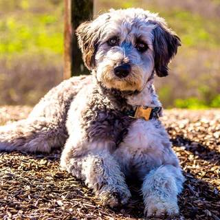 Aussiedoodle wallpaper