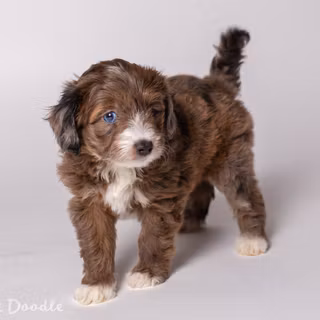 Aussiedoodle wallpaper