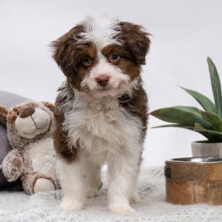 Aussiedoodle wallpaper