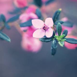 1920x600 aesthetic flowers wallpaper