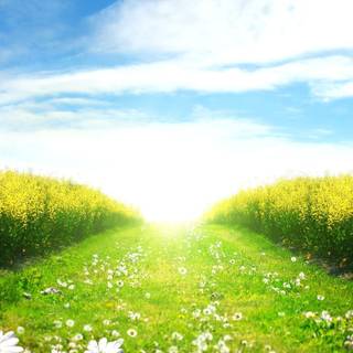 Field spring wallpaper