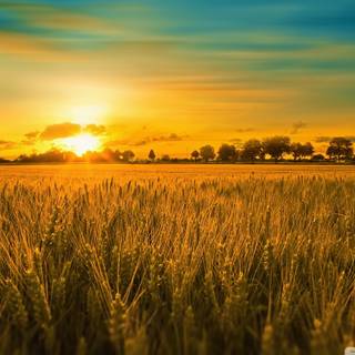 Summer countyside wallpaper