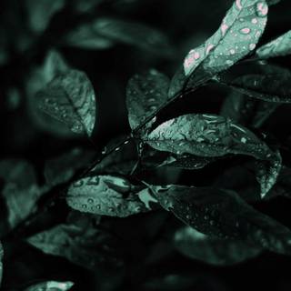 Thick green nature wallpaper