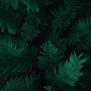 Thick green nature wallpaper