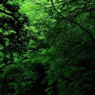 Thick green nature wallpaper