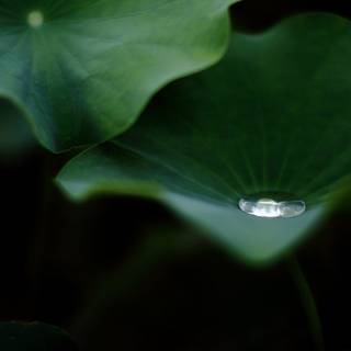 Thick green nature wallpaper