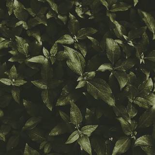 Thick green nature wallpaper