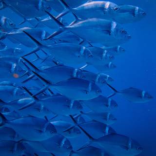 Aquaculture wallpaper