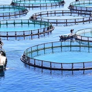 Aquaculture wallpaper