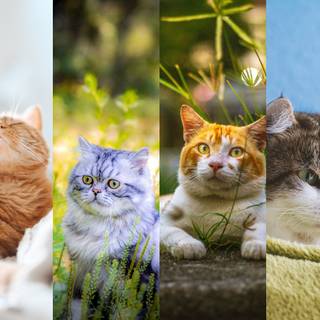 Cute cat summer wallpaper