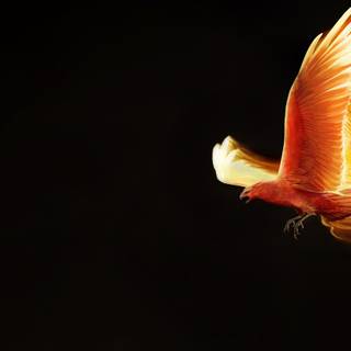 Birds wings wallpaper