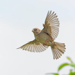 Birds wings wallpaper