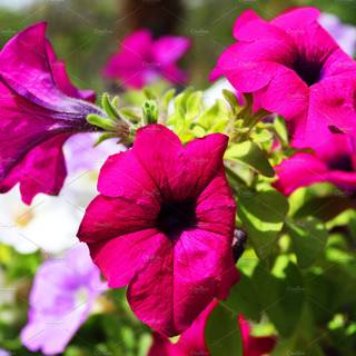 Petunia flower wallpaper