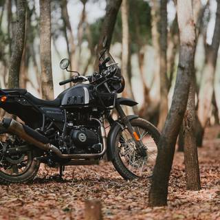 Bullet Himalayan wallpaper