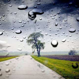 Rainy morning wallpaper