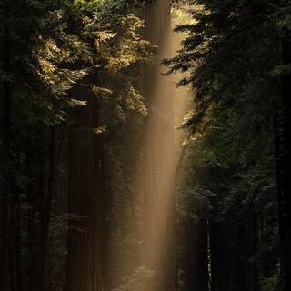 Road vertical wallpaper