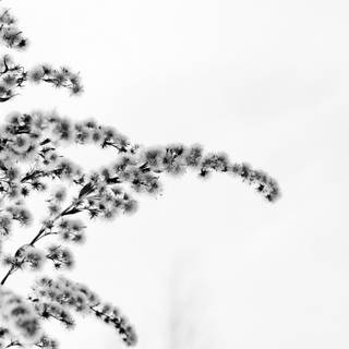 White aesthetic PC wallpaper