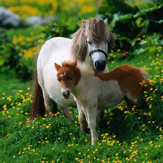 Shetland pony wallpaper