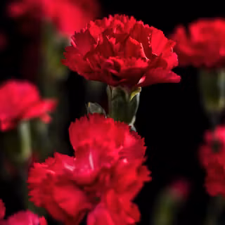 Red carnation wallpaper
