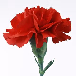 Red carnation wallpaper