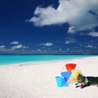 Cute summer cat wallpaper