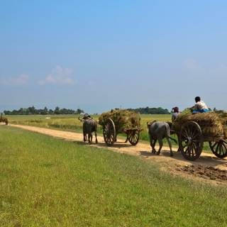 Nature of Bangladesh wallpaper