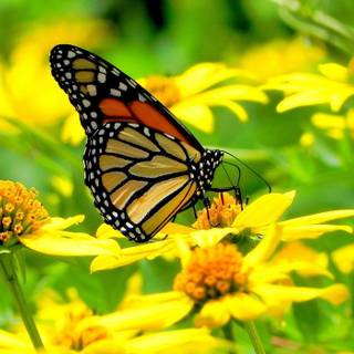 Yellow butterfly summer wallpaper