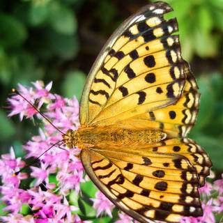 Yellow butterfly summer wallpaper