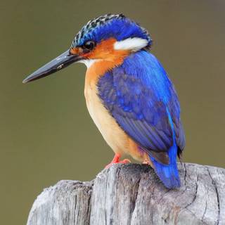 Kingfisher bird wallpaper