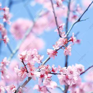 Spring vertical wallpaper