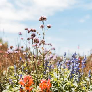 Spring vertical wallpaper