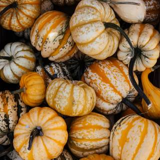 Halloween pumpkin cellphone wallpaper