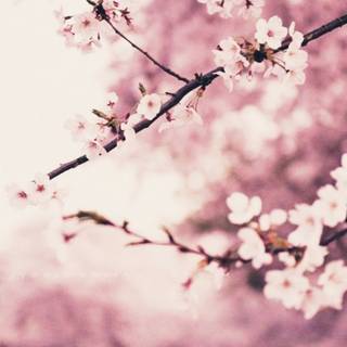 Cherry Blossom iPhone wallpaper
