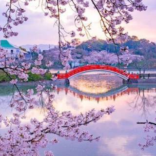 Cherry Blossom iPhone wallpaper