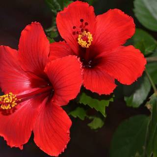 Chinese hibiscus wallpaper