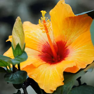 Chinese hibiscus wallpaper