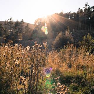 Summer afternoon wallpaper