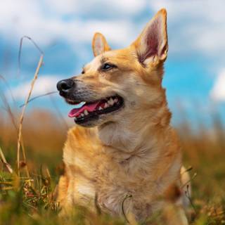 Summer pet wallpaper