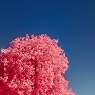 iPhone 13 tree wallpaper