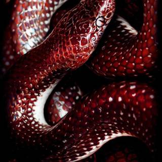 Snake art iPhone wallpaper