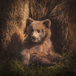 Brown bear cub wallpaper