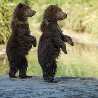 Brown bear cub wallpaper