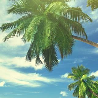 Summer tropics wallpaper