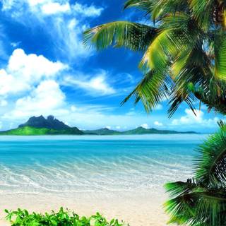 Summer tropics wallpaper
