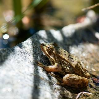 Summer frog wallpaper