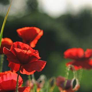 Summer red wallpaper