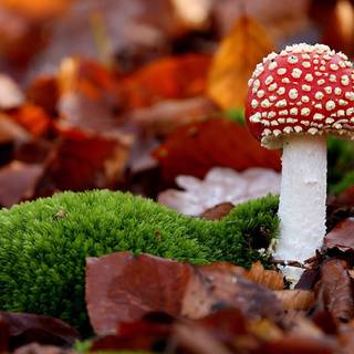 Mushroom computer wallpaper