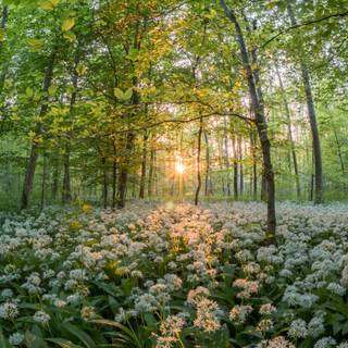 Mac Pro spring wallpaper