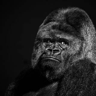 Funny gorilla wallpaper